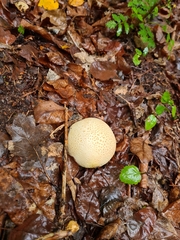 Scleroderma citrinum