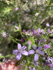 Philotheca salsolifolia