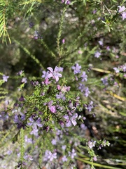 Philotheca salsolifolia