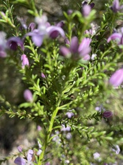Philotheca salsolifolia