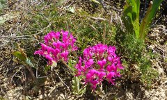 Pelargonium incrassatum