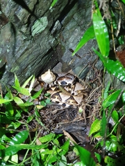 Deinagkistrodon acutus