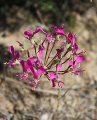 Pelargonium incrassatum