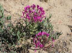 Pelargonium incrassatum