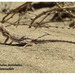Blacktail Toadhead Agama - Photo (c) hossein_nabizadeh, some rights reserved (CC BY-NC)