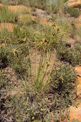 Cyperus austroafricanus