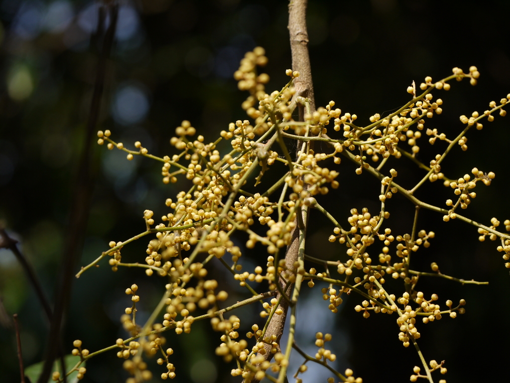 Aglaia roxburghiana (Aglaia roxburghiana)