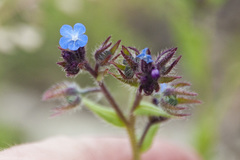 Anchusa arvensis arvensis