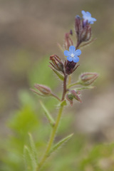 Anchusa arvensis arvensis