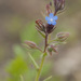 Anchusa arvensis arvensis - Photo (c) Martin A. Prinz, some rights reserved (CC BY-NC), uploaded by Martin A. Prinz