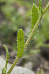 Anchusa arvensis arvensis