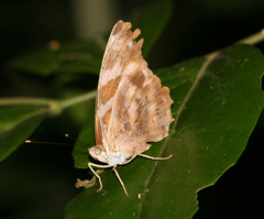 Herona marathus