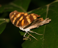 Herona marathus