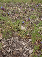 Anchusa arvensis arvensis