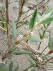 Polygonum maritimum