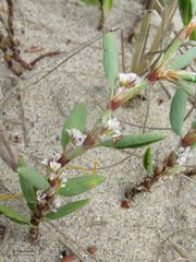 Polygonum maritimum