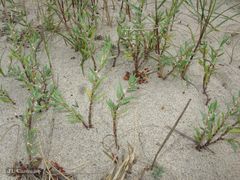 Polygonum maritimum