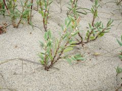 Polygonum maritimum