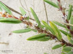 Polygonum maritimum