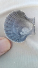 Pecten