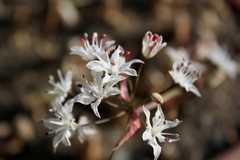 Strumaria unguiculata