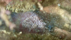 Peltodoris rubra