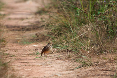 Mirafra erythrocephala
