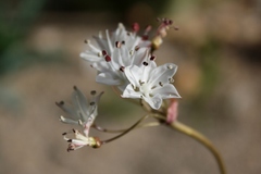 Strumaria unguiculata