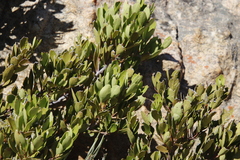Maytenus oleoides