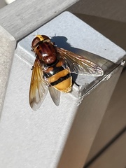 Volucella