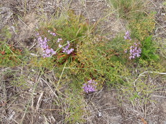 Limonium scabrum scabrum