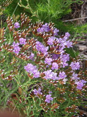 Limonium scabrum scabrum