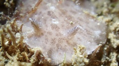 Discodoris coerulescens