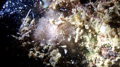 Discodoris coerulescens