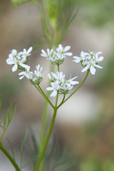 Bifora radians