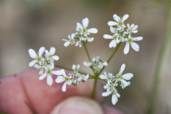 Bifora radians