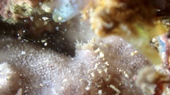 Discodoris coerulescens