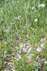 Bifora radians