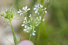 Bifora radians