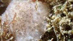 Discodoris coerulescens