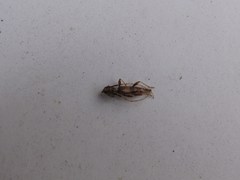 Compsibidion vanum