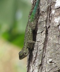 Sceloporus hondurensis