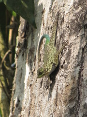 Sceloporus hondurensis