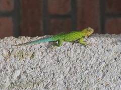 Sceloporus hondurensis