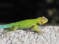 Sceloporus hondurensis