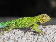 Sceloporus hondurensis
