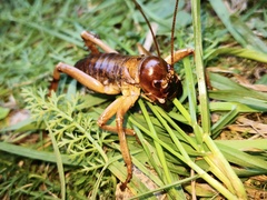 Hemideina ricta