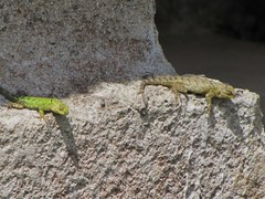 Sceloporus hondurensis