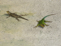 Sceloporus hondurensis