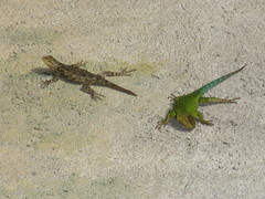 Sceloporus hondurensis